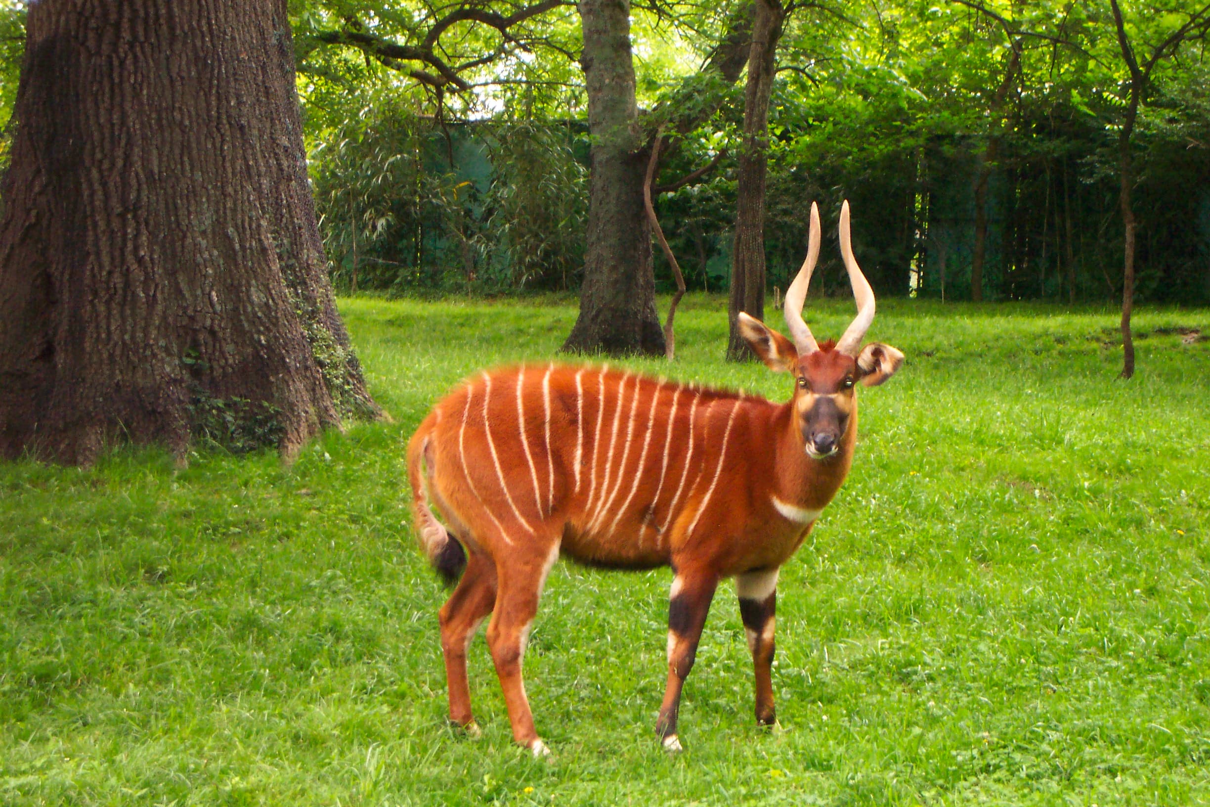 Bongo — archival photograph